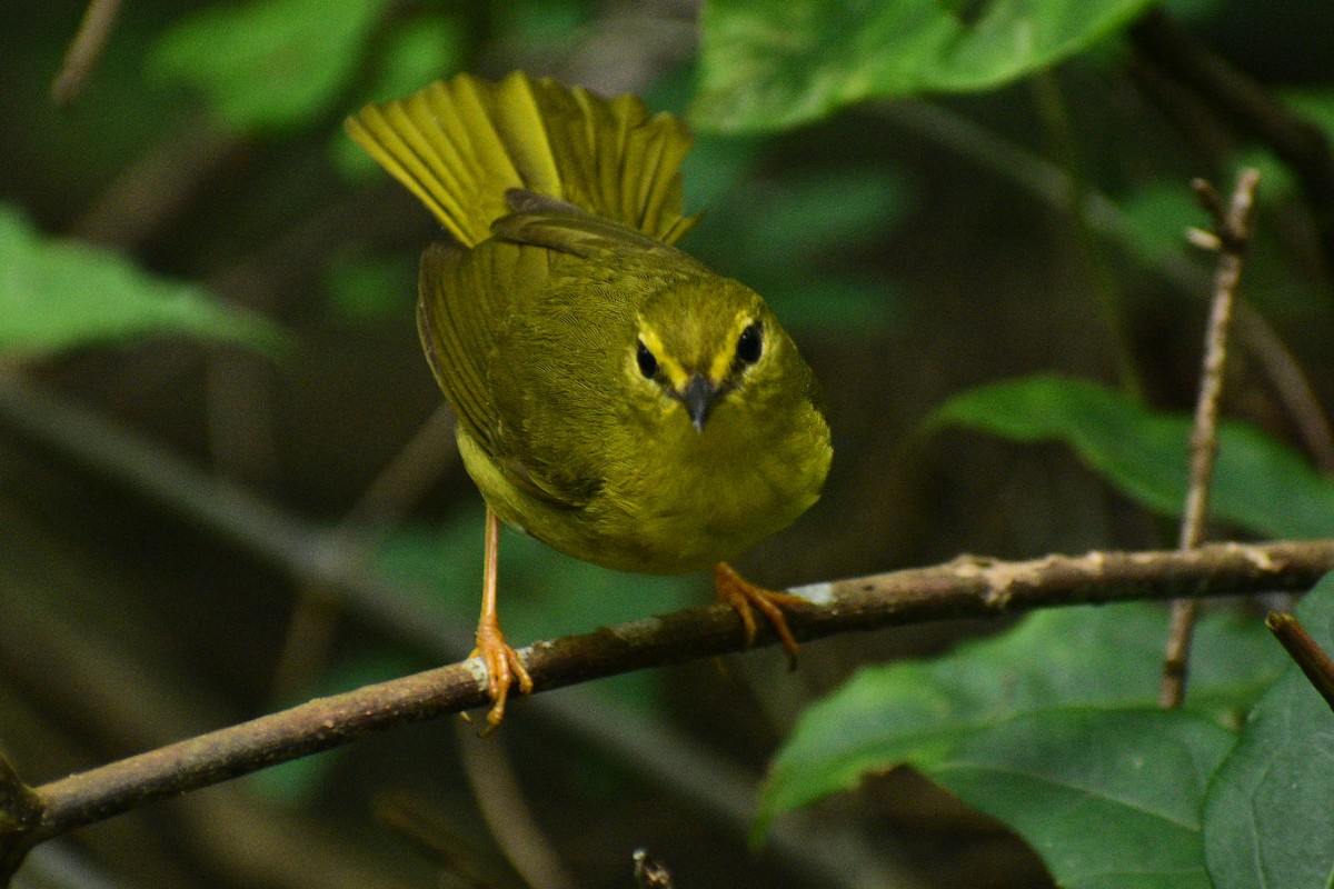 Flavescent Warbler - ML356645931