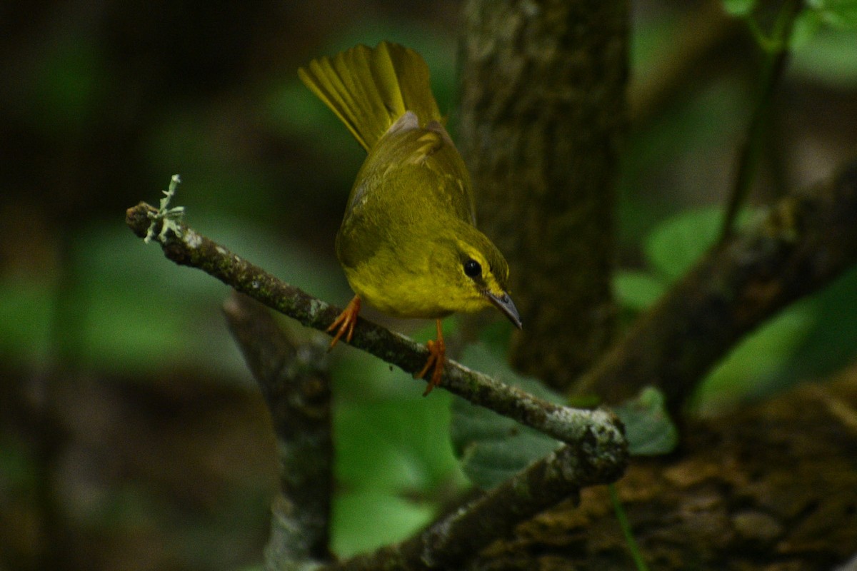 Flavescent Warbler - ML356645941