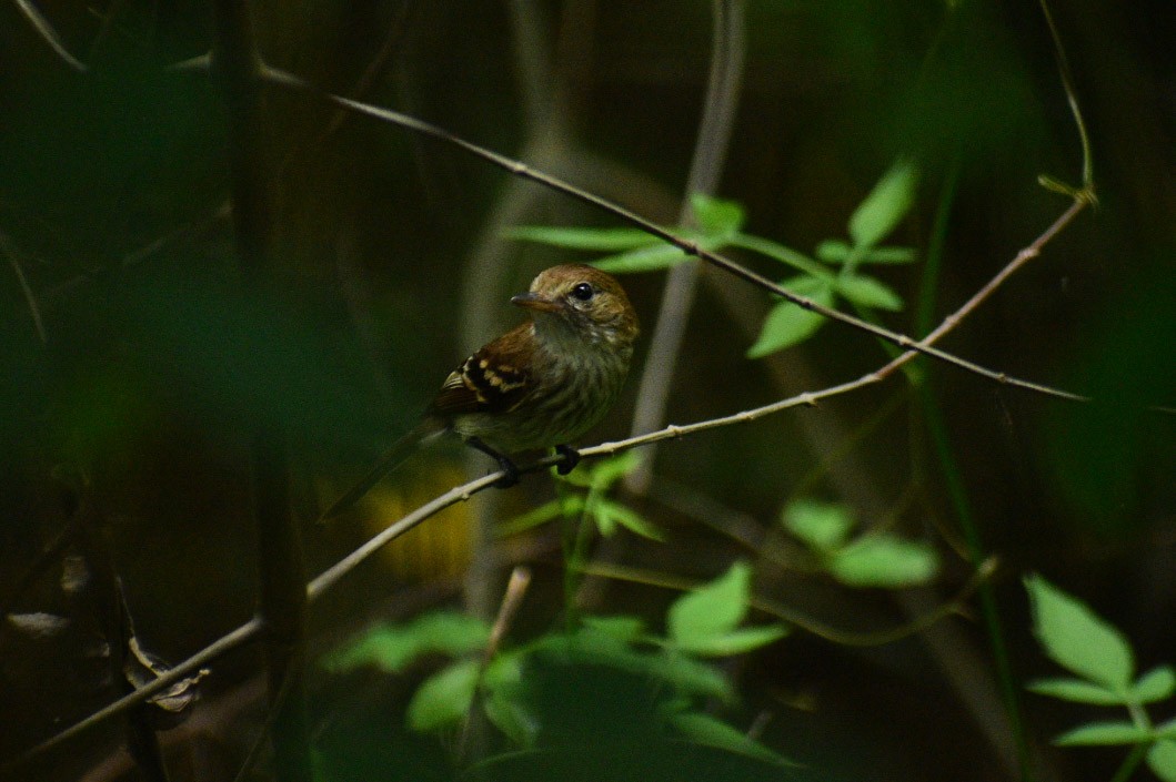 Bran-colored Flycatcher - ML356646261