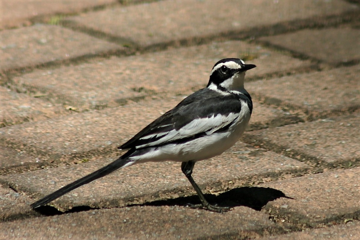 African Pied Wagtail - ML356646611