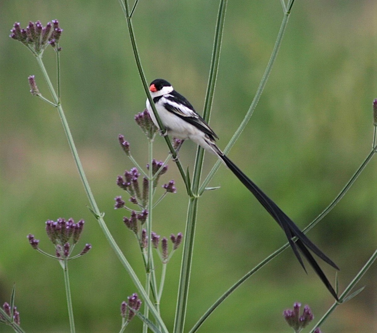 Pin-tailed Whydah - ML356646671