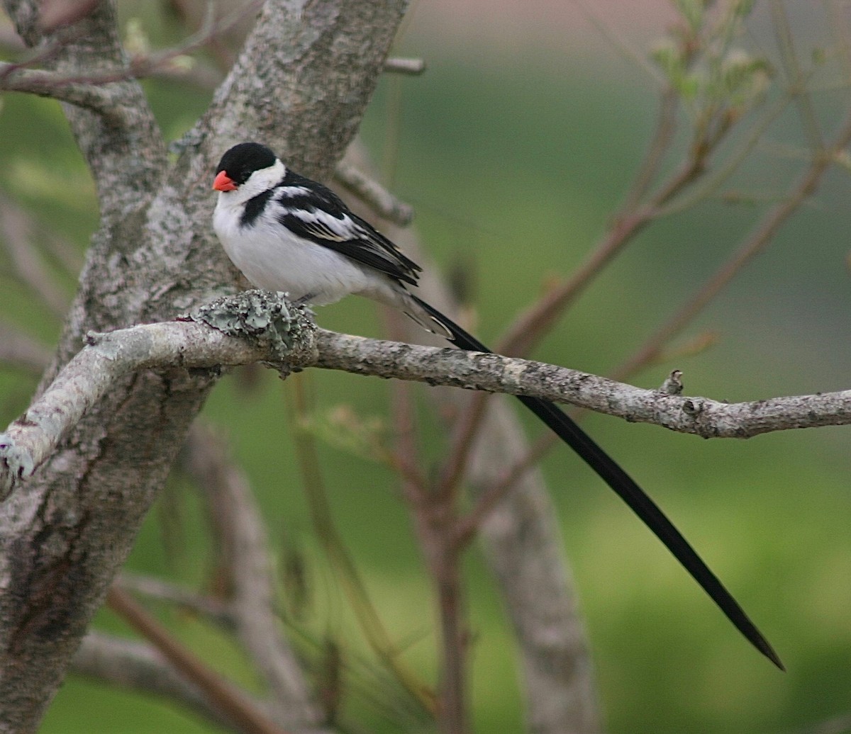 Pin-tailed Whydah - ML356646681