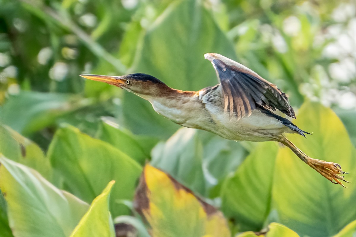 Least Bittern - ML356649481