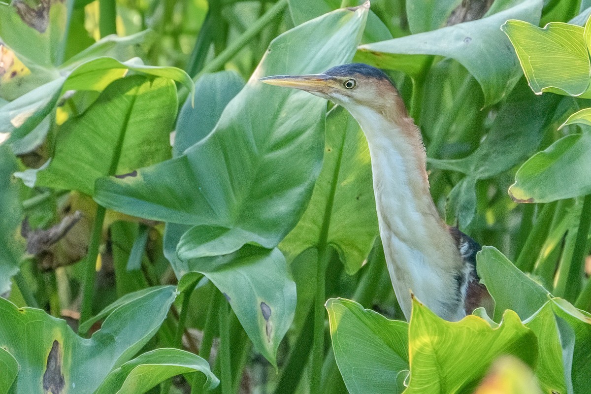 Least Bittern - ML356649501