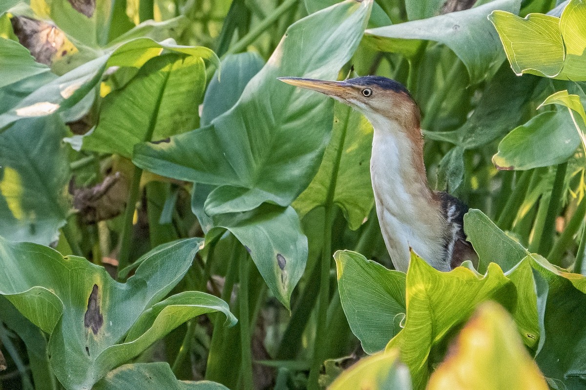 Least Bittern - Bill Wood