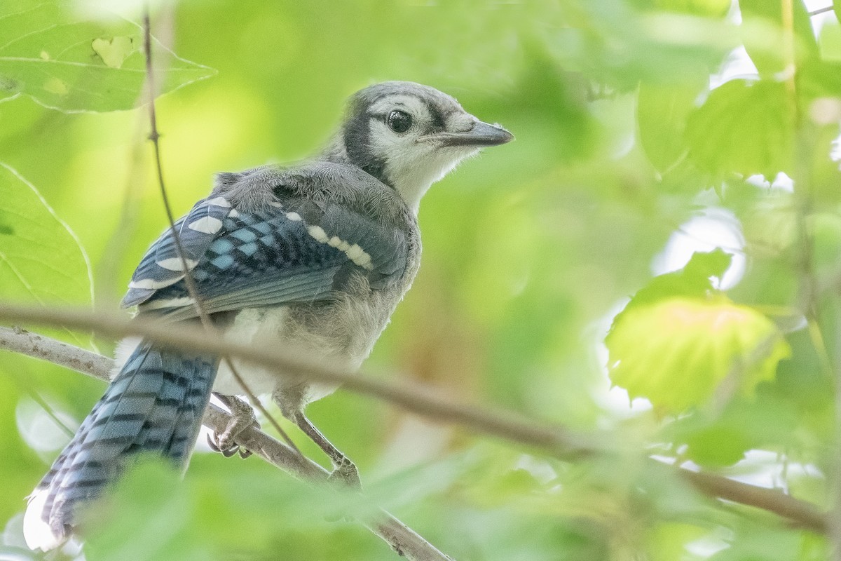 Blue Jay - ML356649521