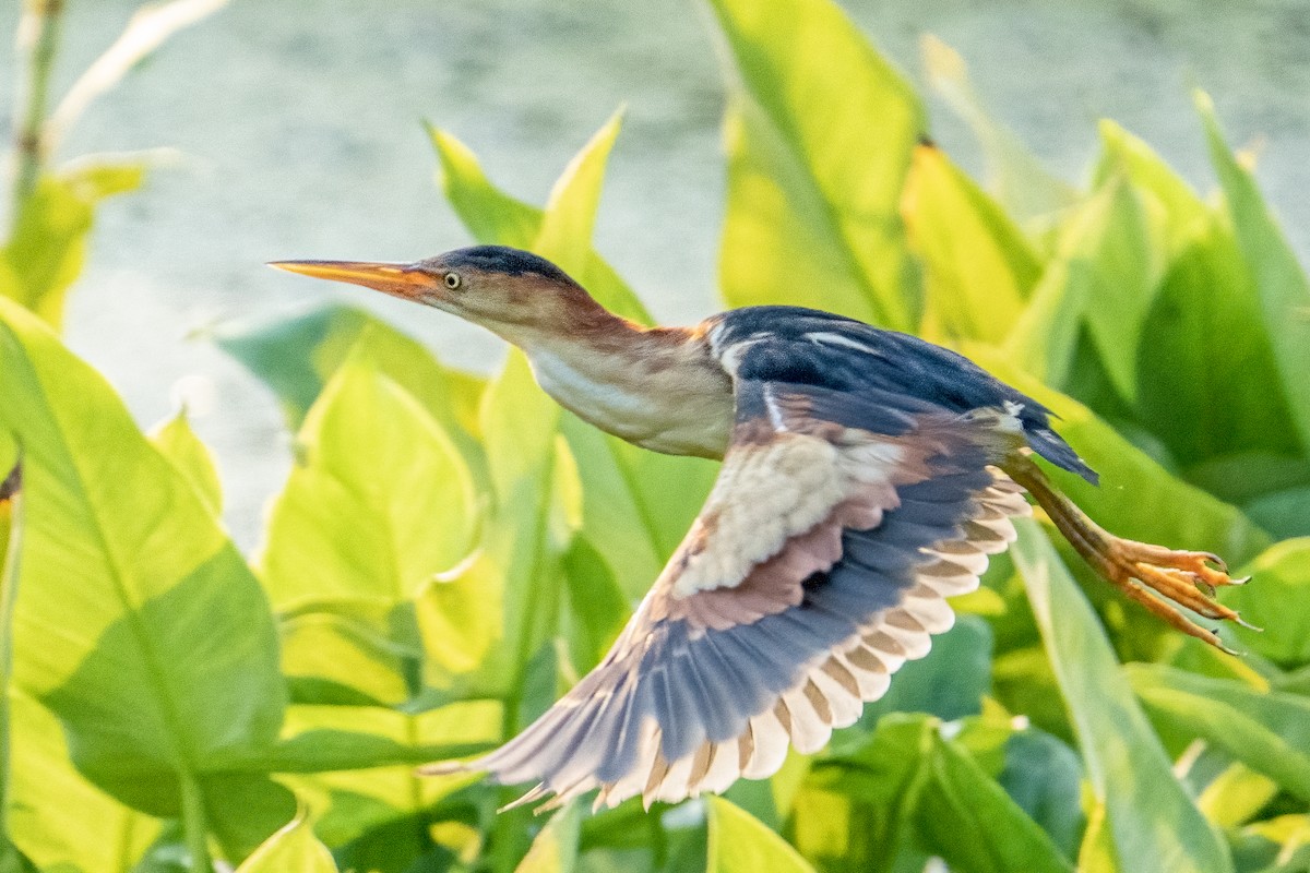 Least Bittern - ML356649551