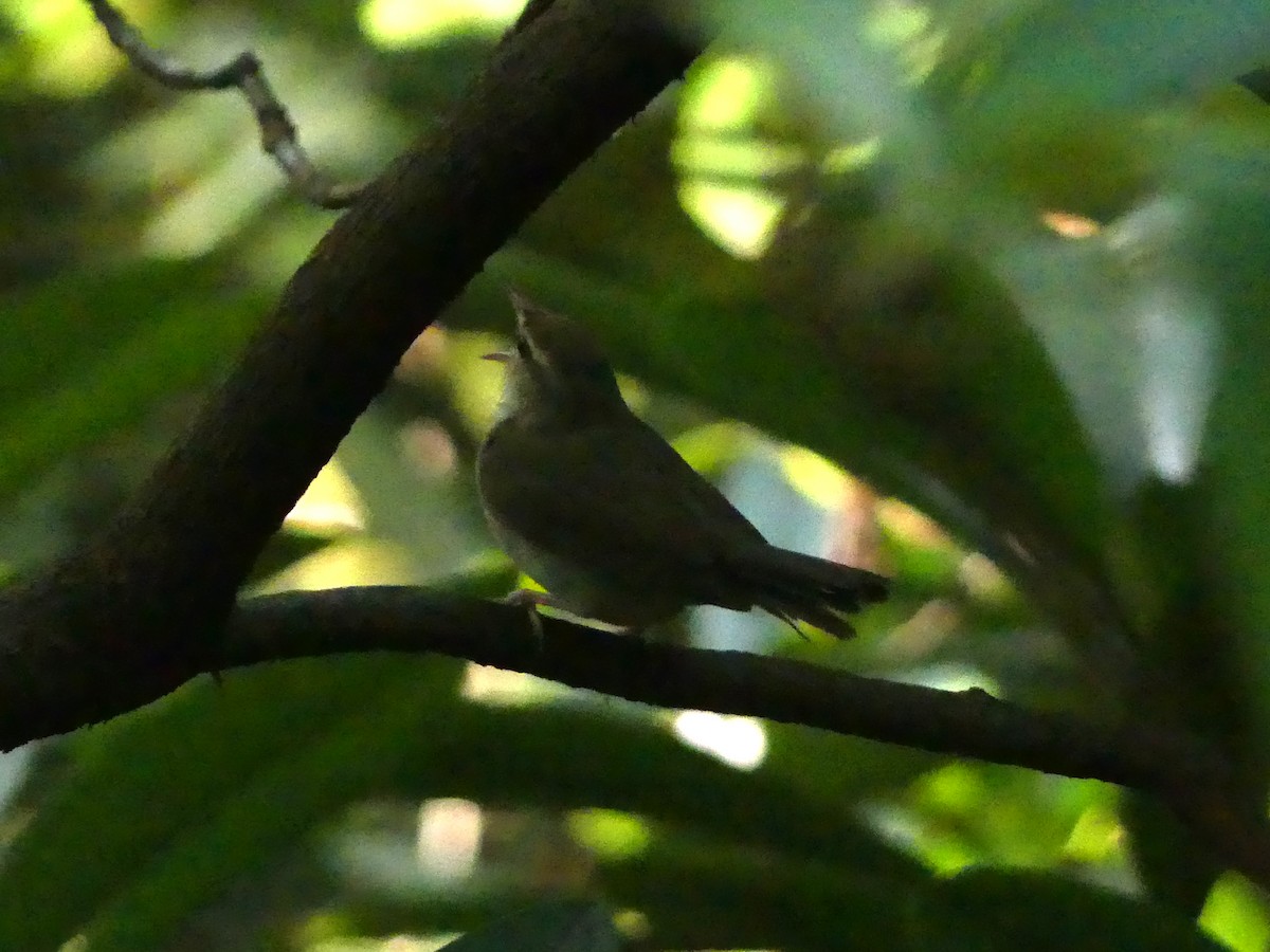 Swainson's Warbler - ML356649581