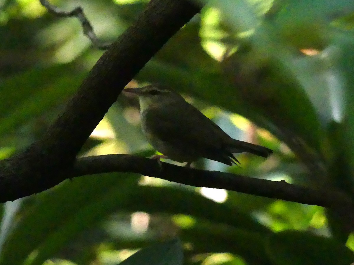 Swainson's Warbler - ML356649661