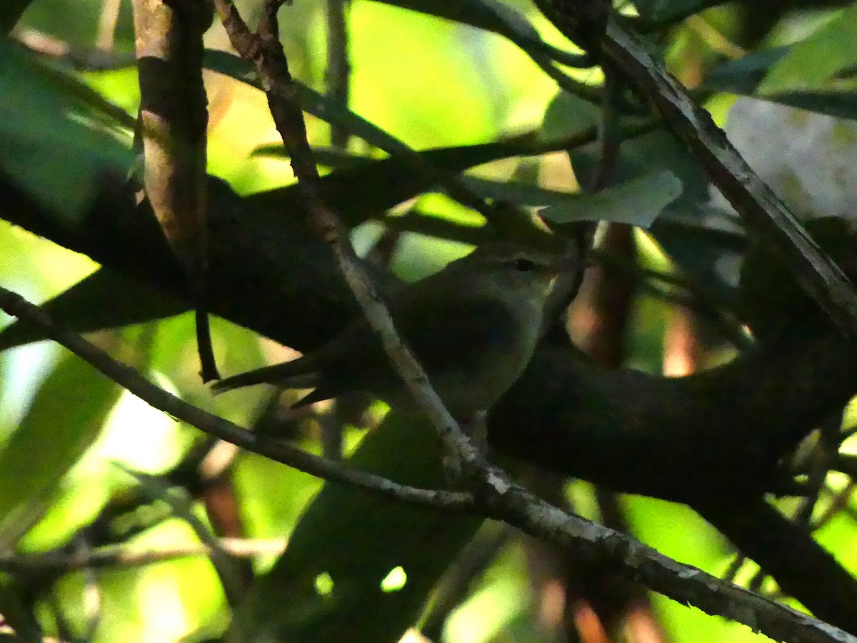 Swainson's Warbler - ML356649701
