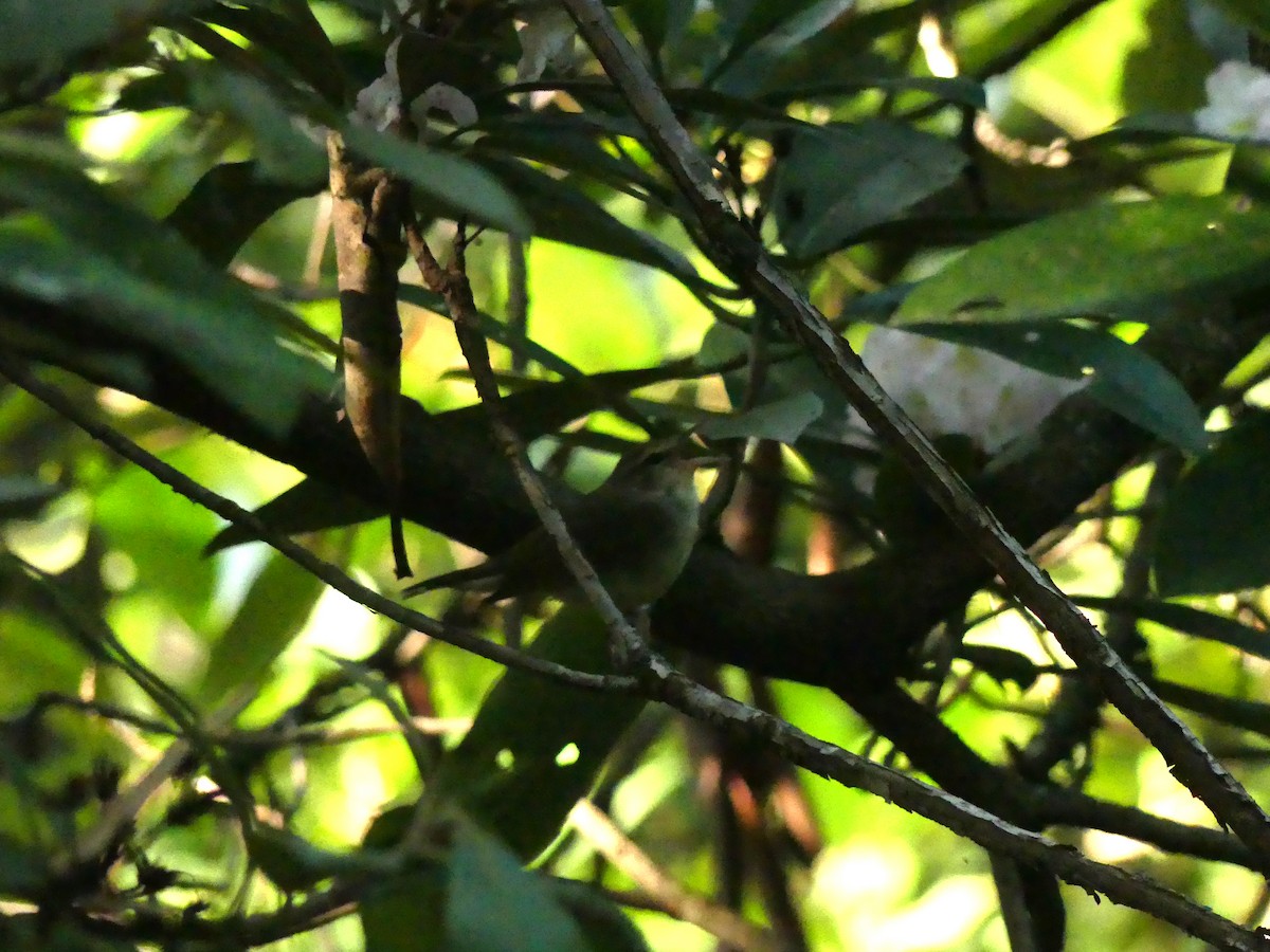 Swainson's Warbler - ML356649721