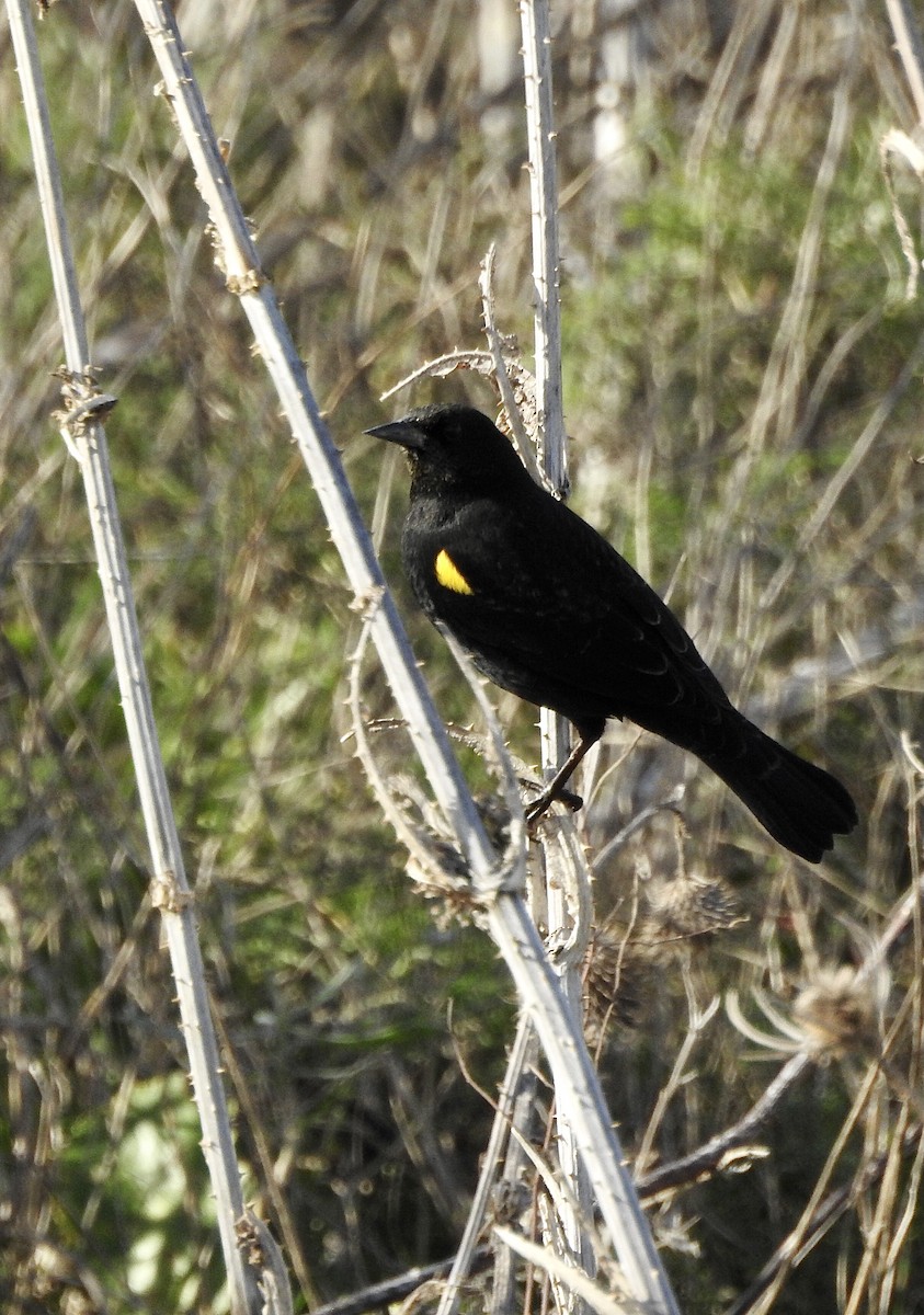 Yellow-winged Blackbird - ML356650791