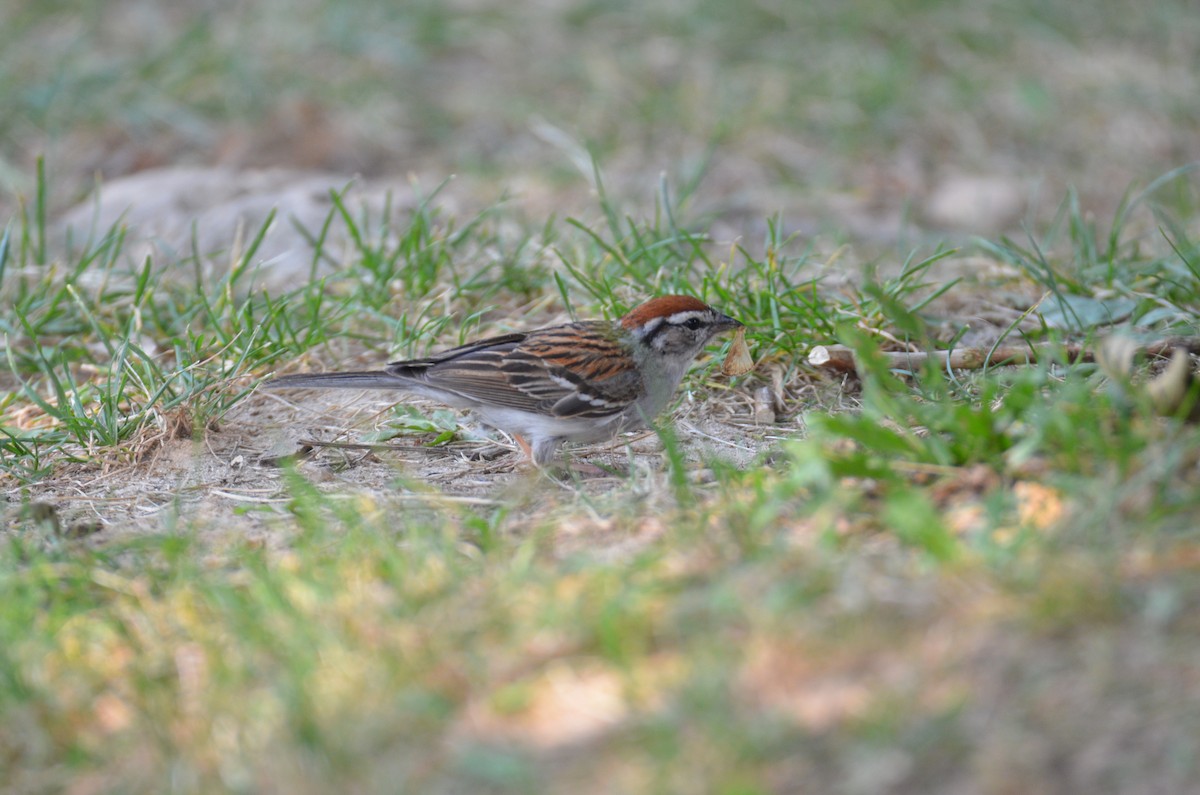 Chipping Sparrow - ML356652761