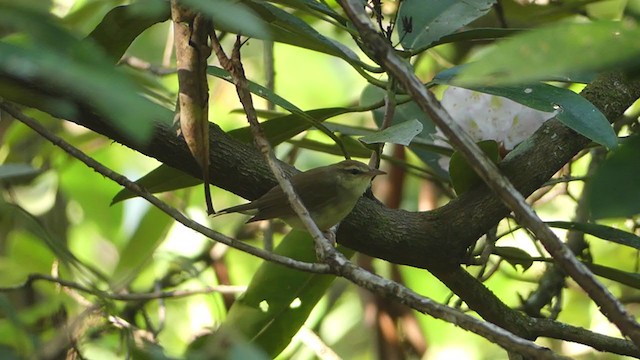 Swainson's Warbler - ML356653041