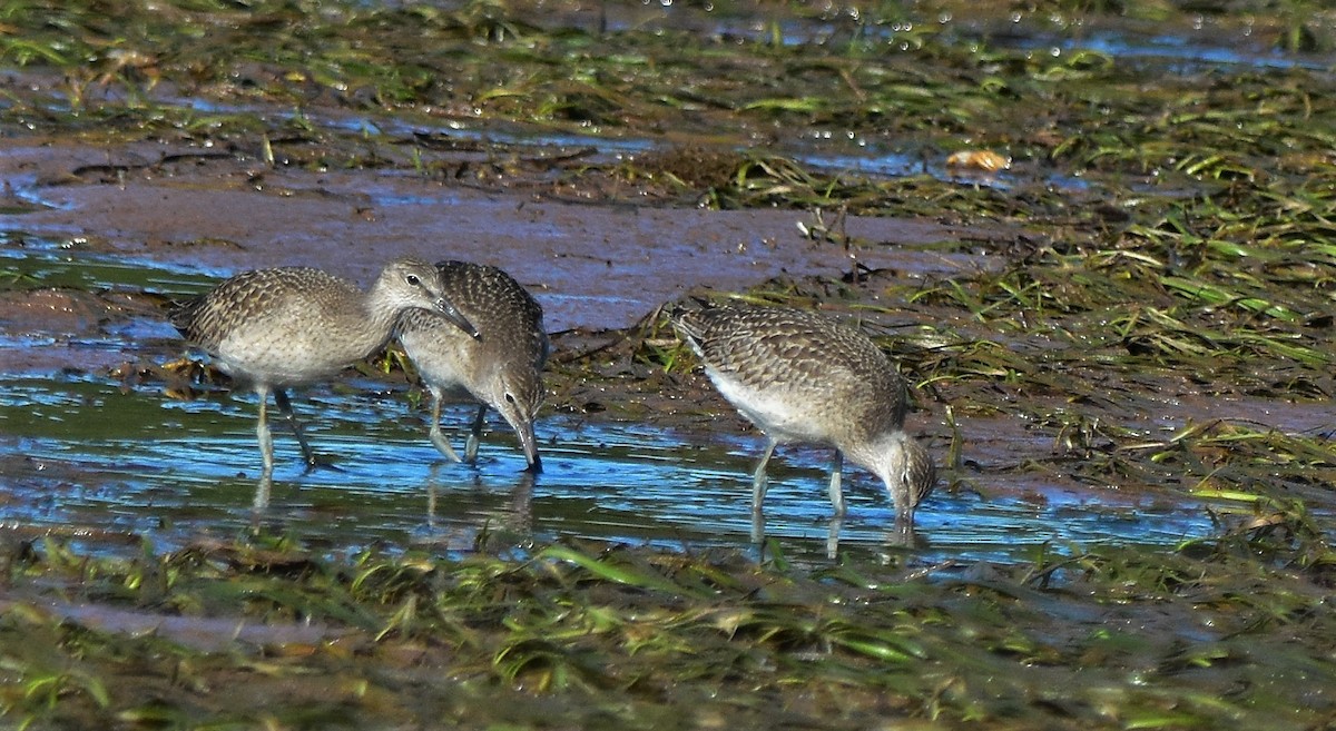 Willet - ML356653071