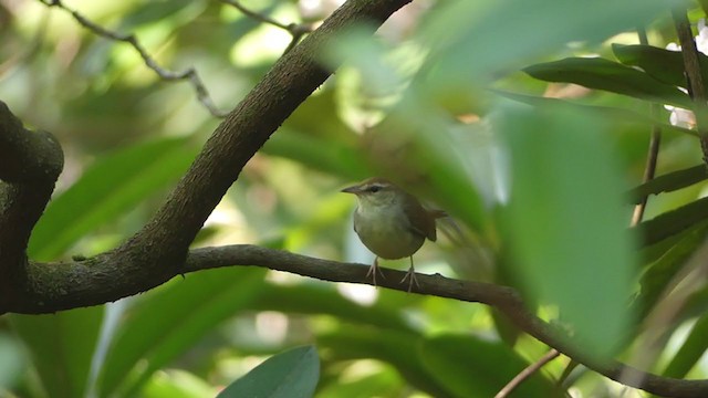 Swainson's Warbler - ML356653161