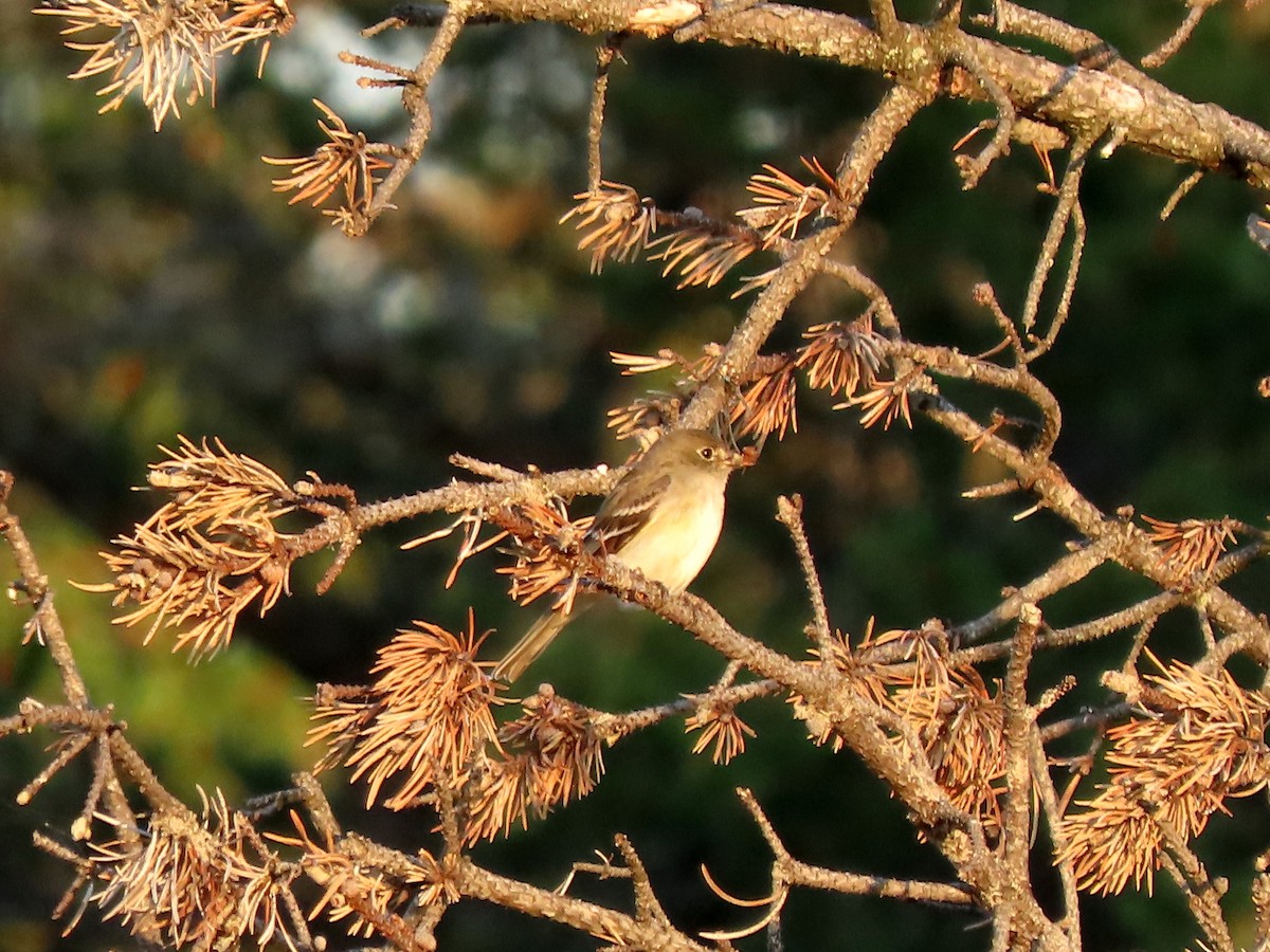 Alder Flycatcher - Patricia Lalonde