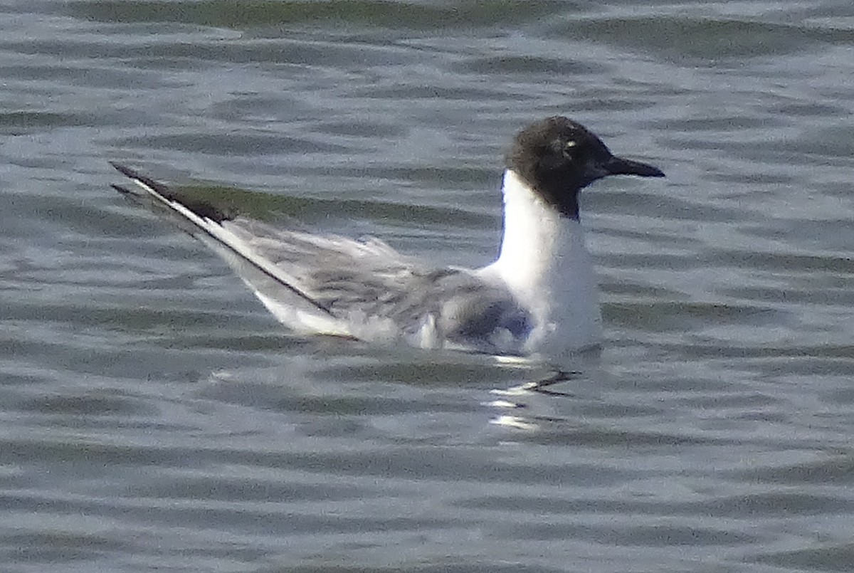 Bonaparte's Gull - Nancy Overholtz