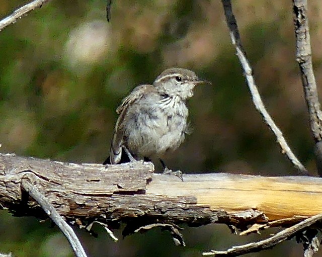 Bewick's Wren - ML356655271