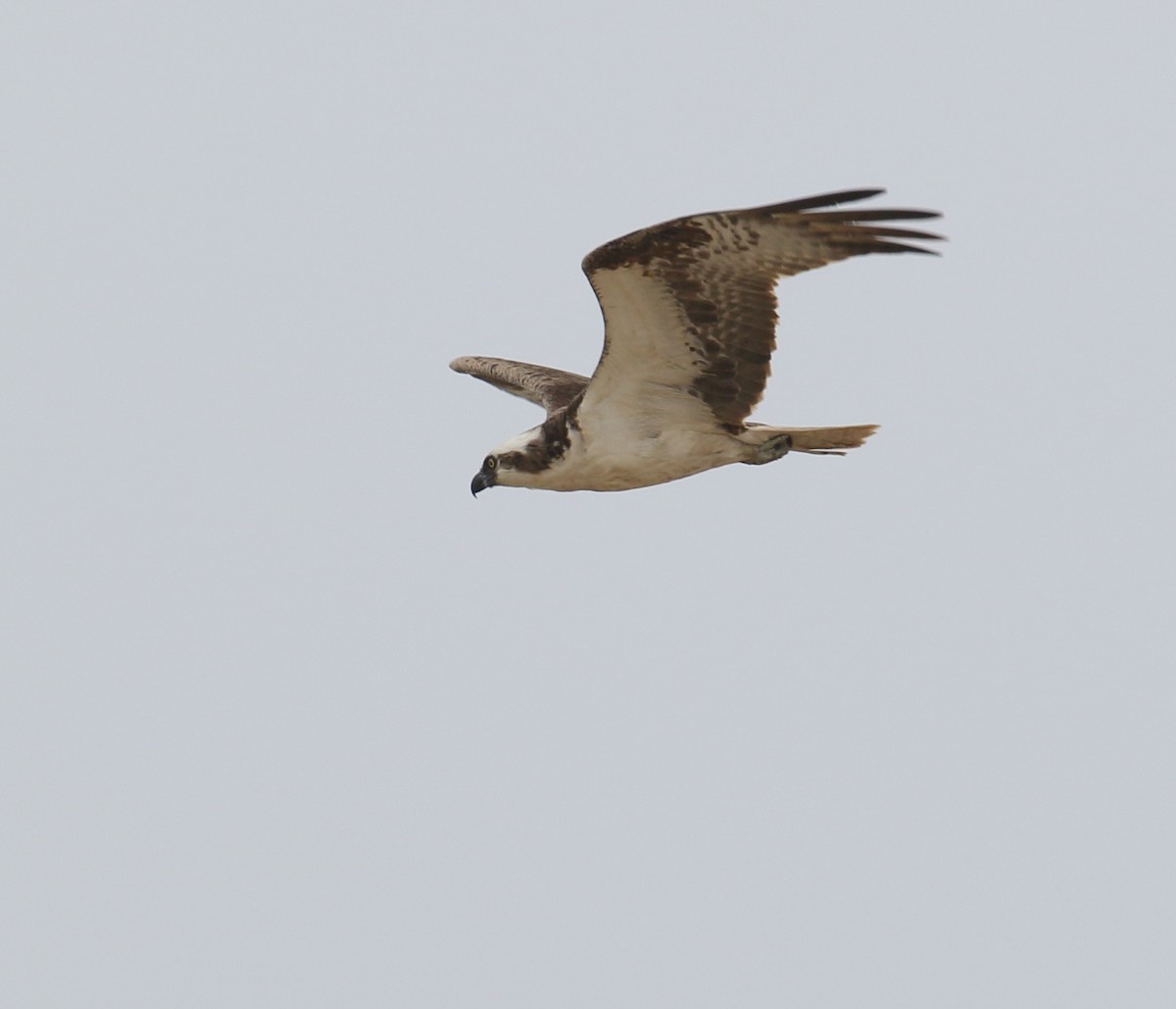 orlovec říční (ssp. carolinensis) - ML356655301