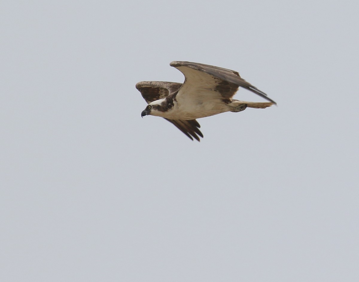 orlovec říční (ssp. carolinensis) - ML356655311