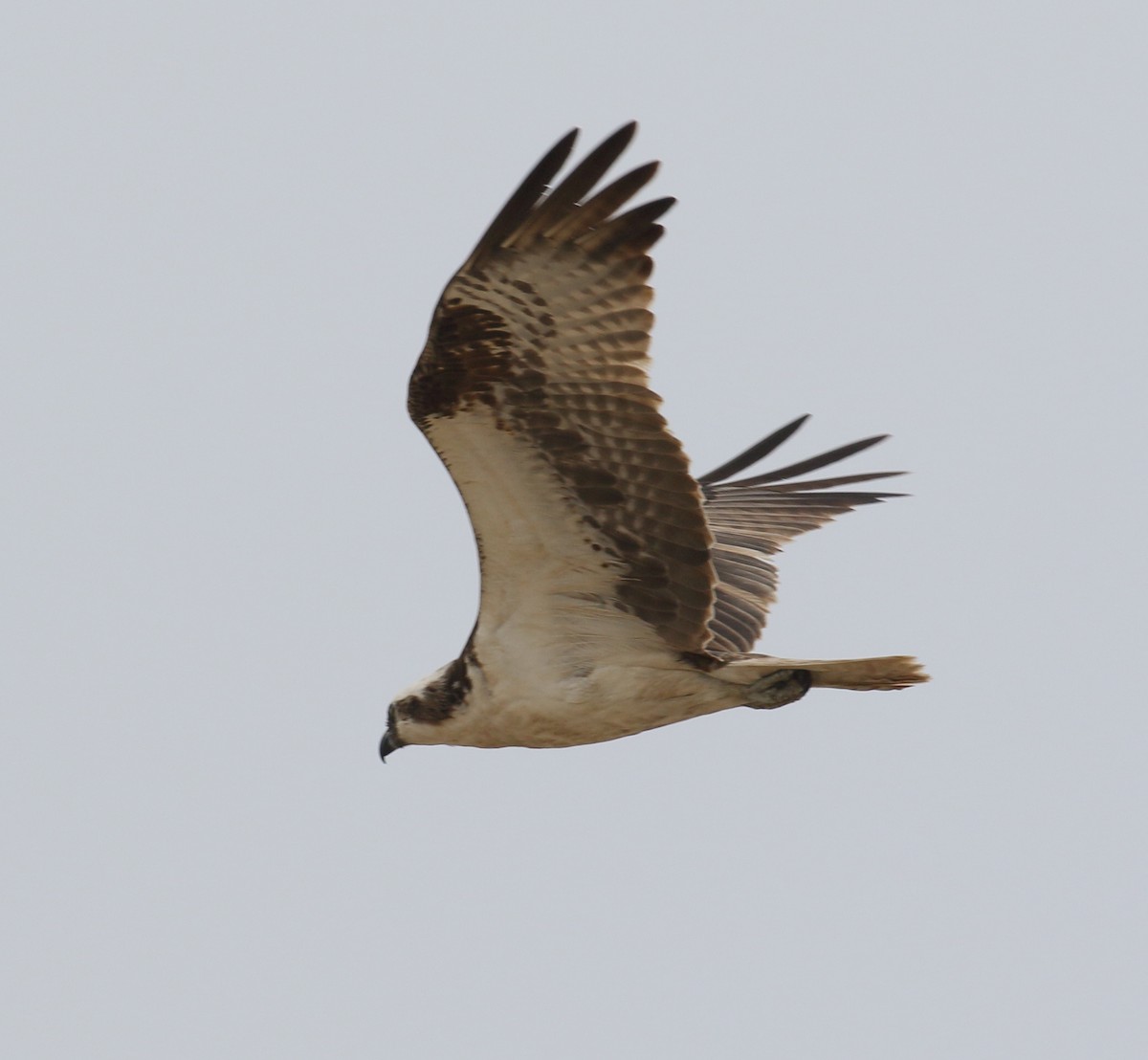 orlovec říční (ssp. carolinensis) - ML356655331