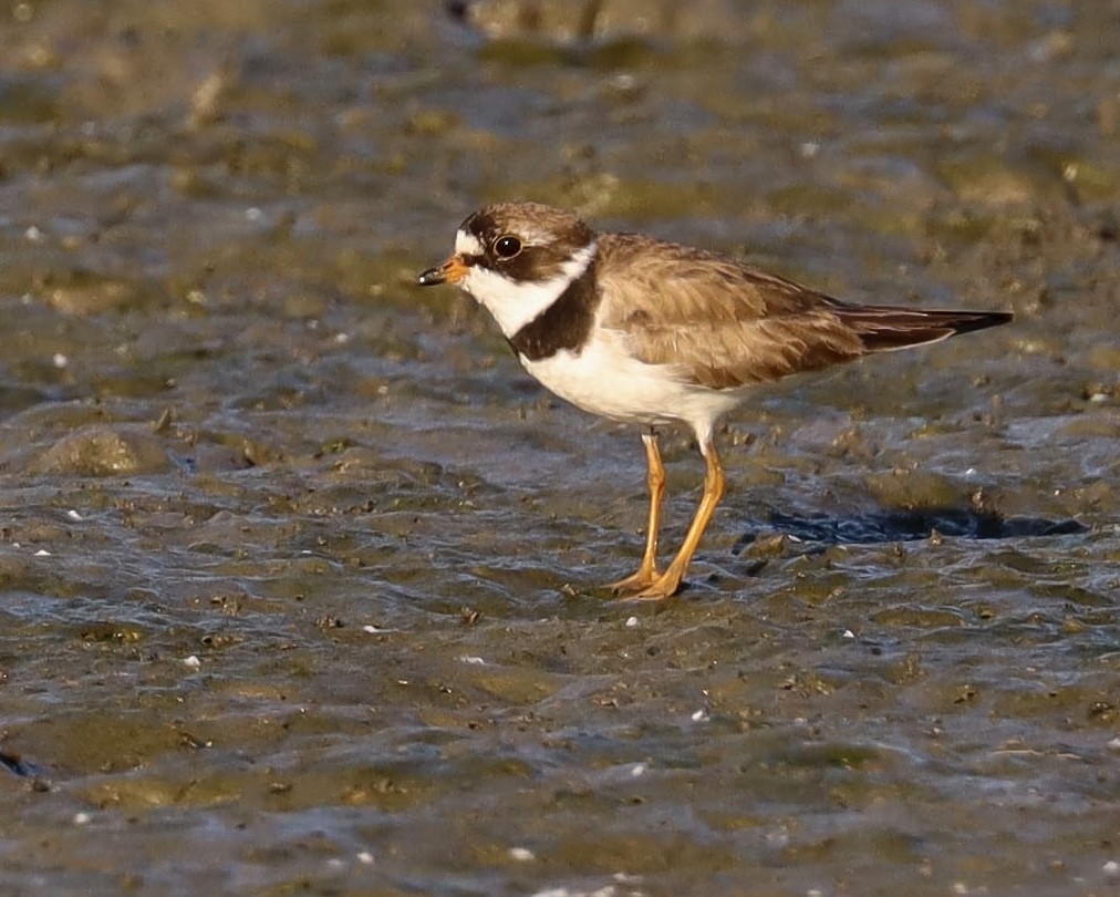 Semipalmated Plover - Edward Celedon