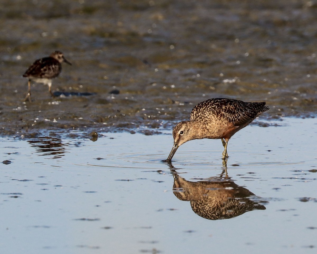 Long-billed Dowitcher - Edward Celedon