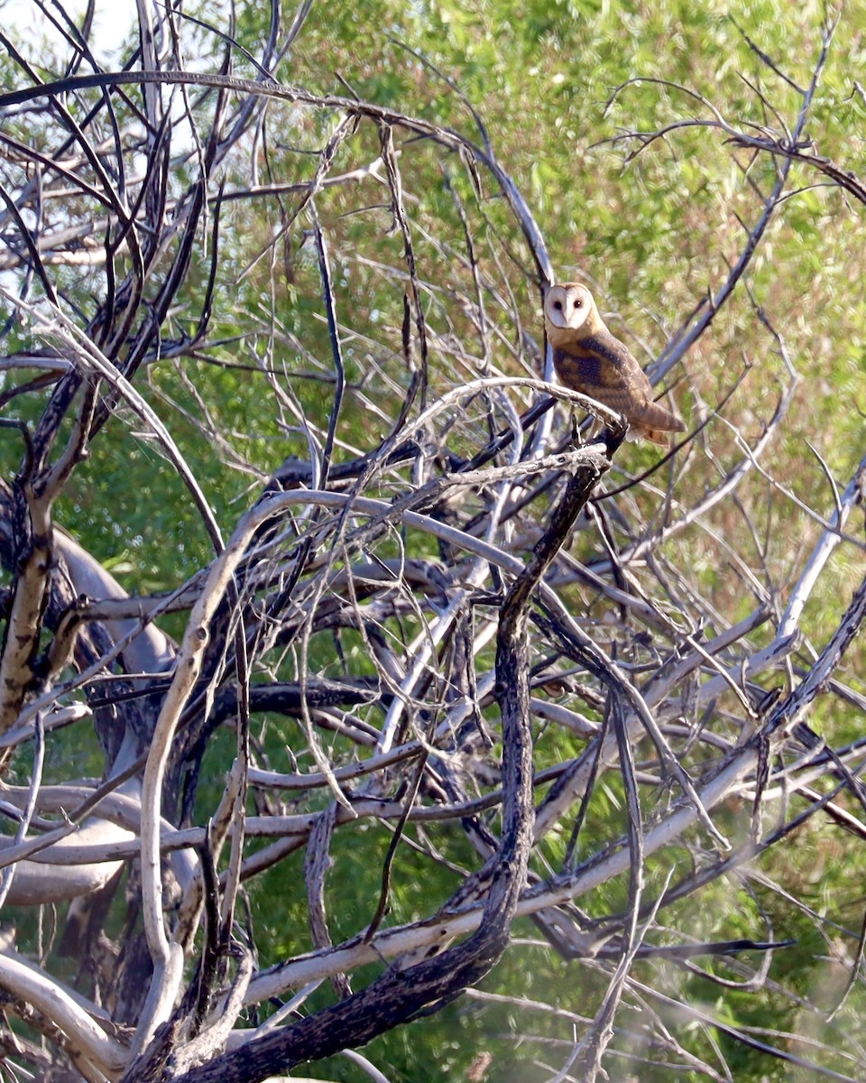 Barn Owl - ML356657541