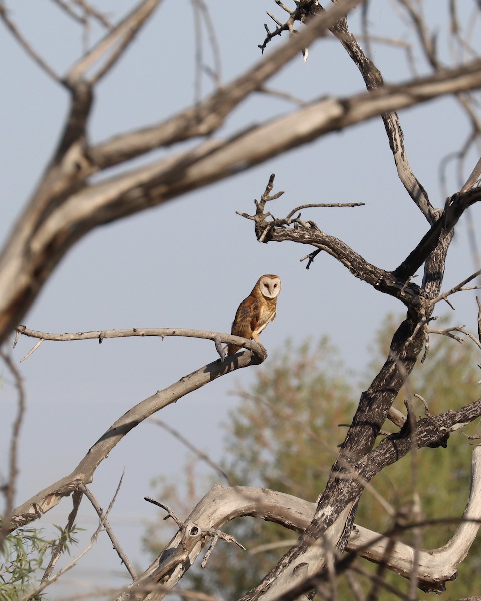 Barn Owl - Edward Celedon