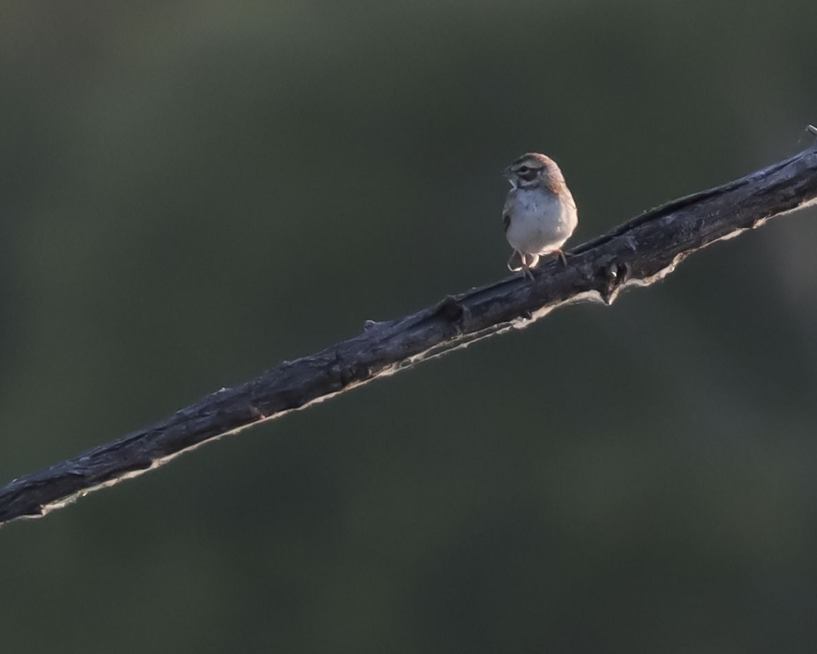 Lark Sparrow - ML356657601