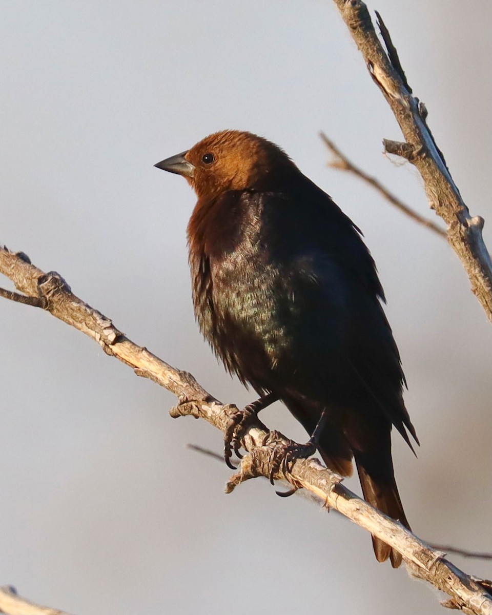 Brown-headed Cowbird - ML356657661