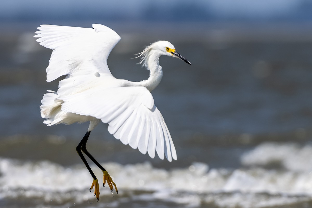 Snowy Egret - ML356658791