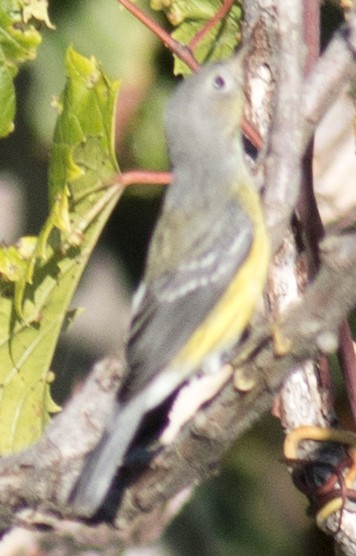 Magnolia Warbler - David Brown