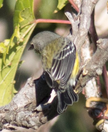 Magnolia Warbler - ML35666011