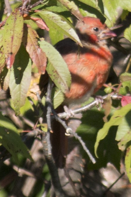 Northern Cardinal - ML35666091