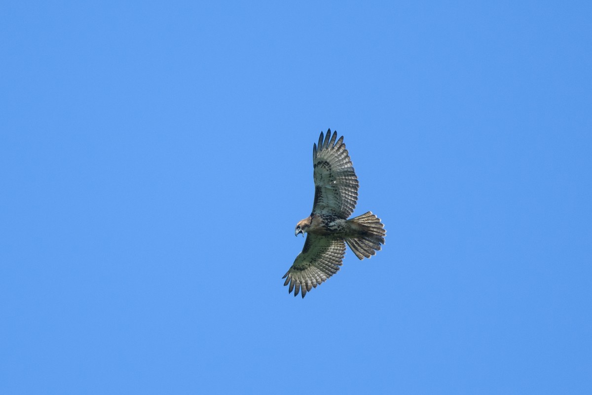 Red-tailed Hawk - ML356662511