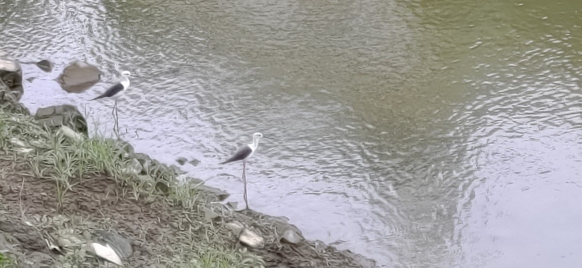 Эгэл хилэн жигүүр - ML356663011