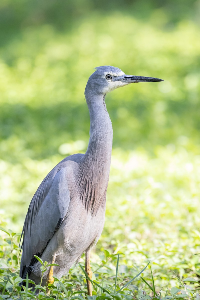 White-faced Heron - ML356664721