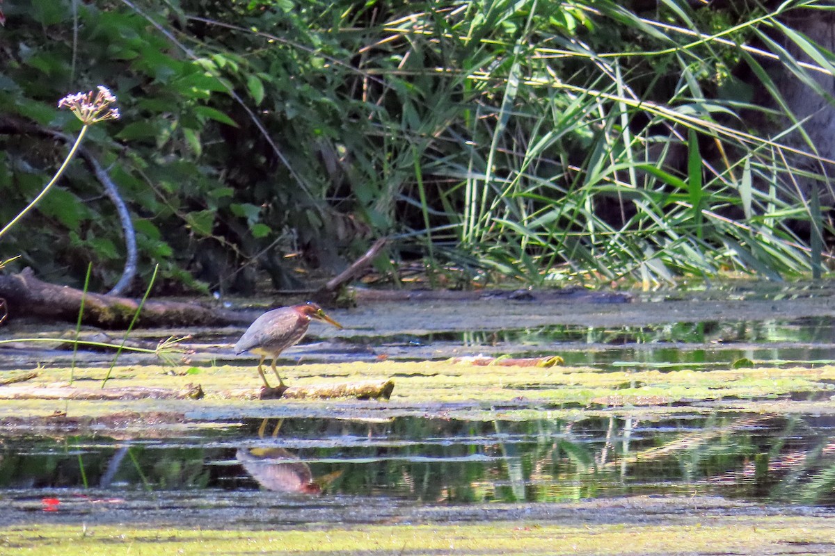 Green Heron - ML356665891