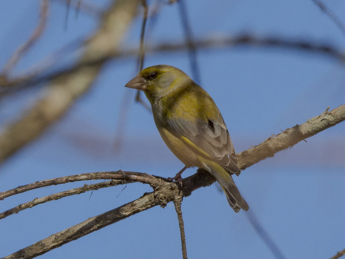 European Greenfinch - ML356666161