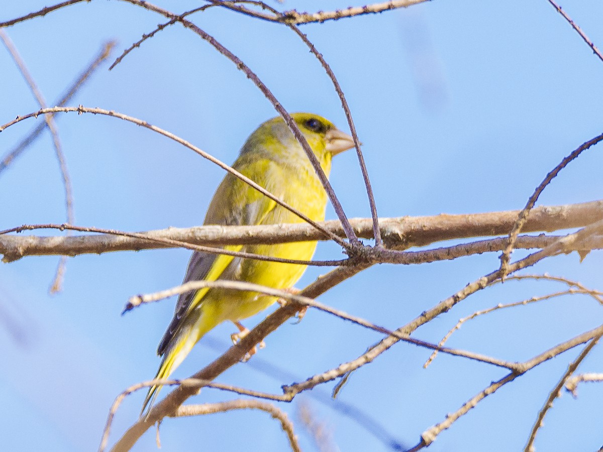 European Greenfinch - ML356666271