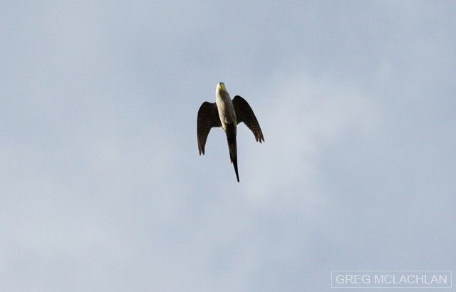 Cockatiel - ML35666711