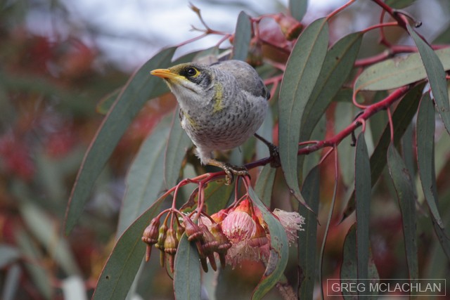Yellow-throated Miner - ML35666821