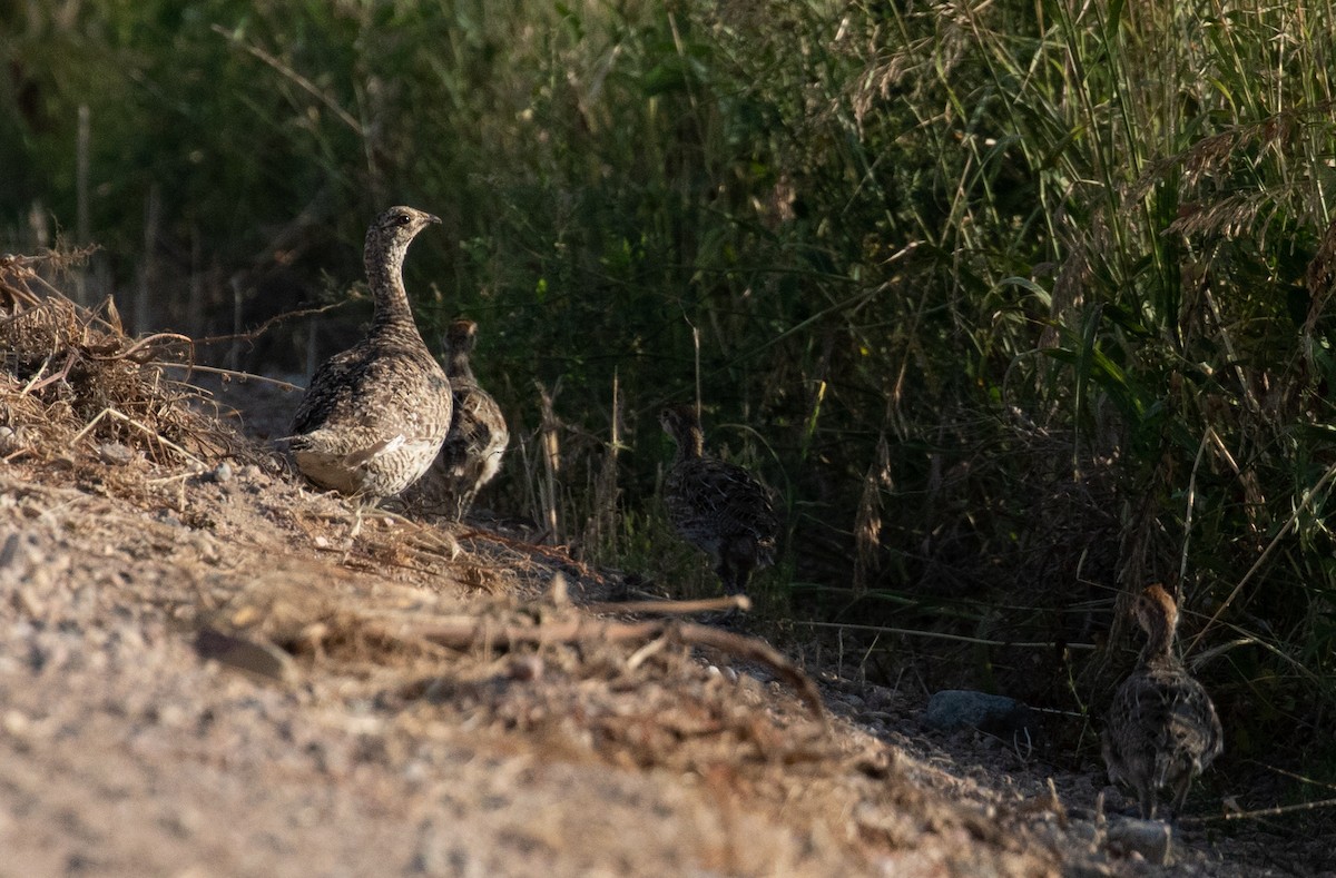 Sharp-tailed Grouse - ML356668511
