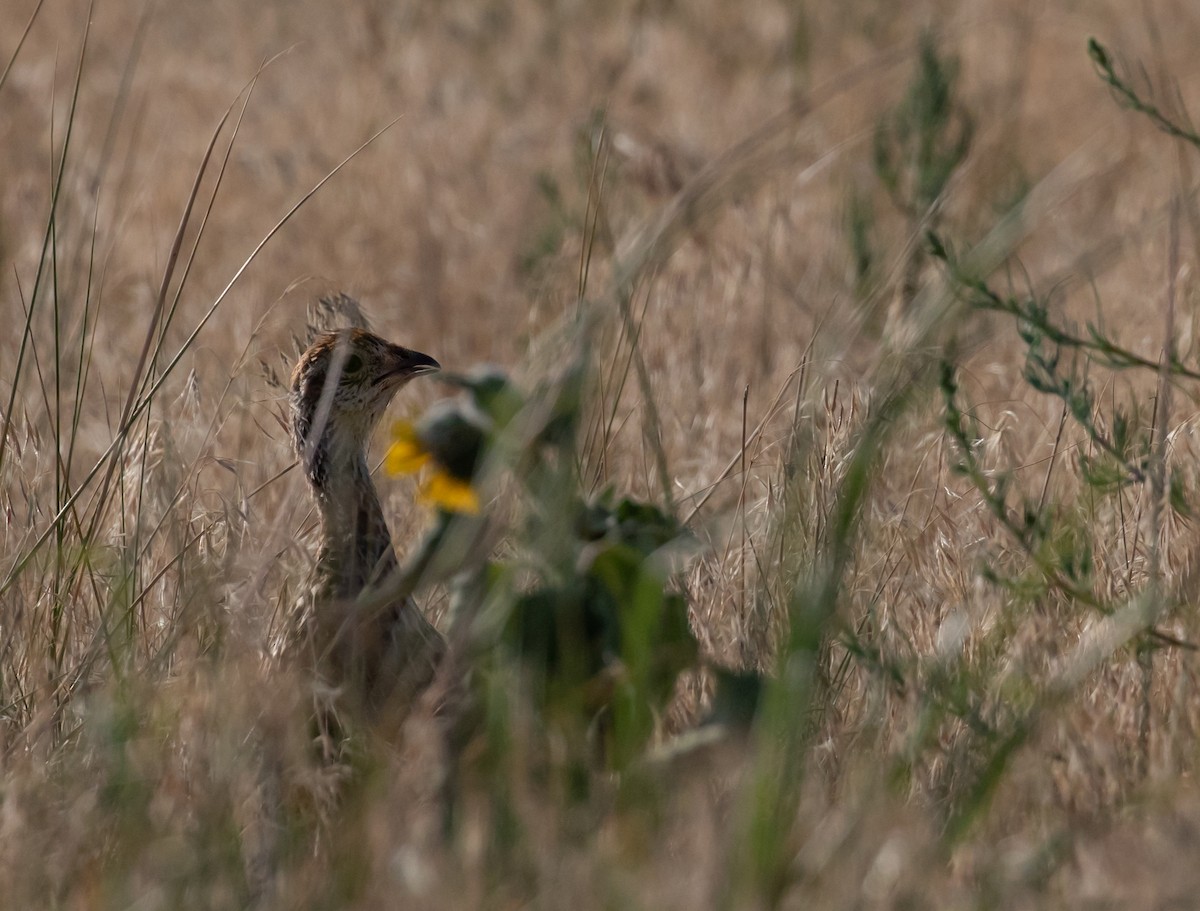 Sharp-tailed Grouse - ML356668531