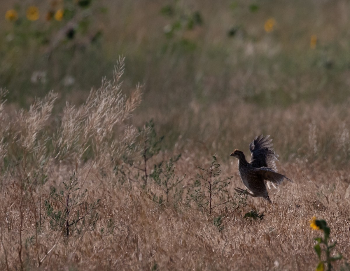 Sharp-tailed Grouse - ML356668541