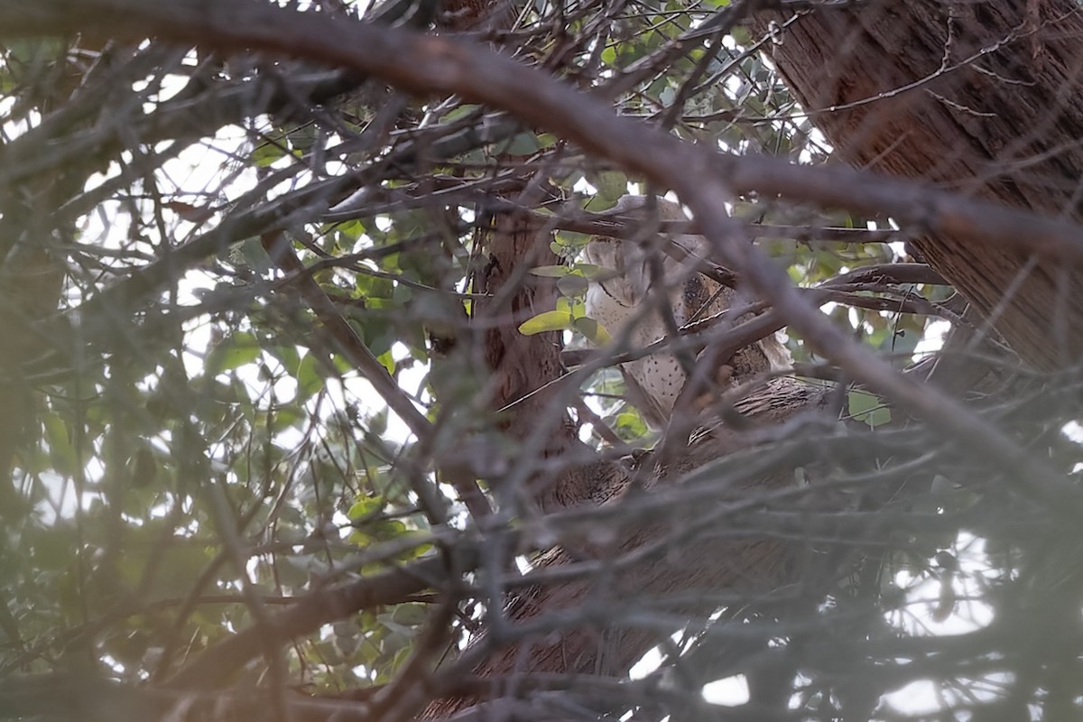 Eastern Barn Owl - ML356668621