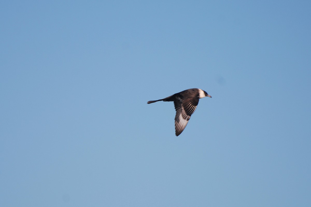 Pomarine Jaeger - Tom Bisko