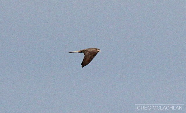 Brown Falcon - ML35666881